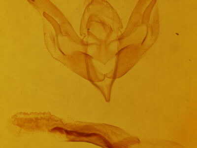 genitalia view of adult Trichocerapoda oblita
