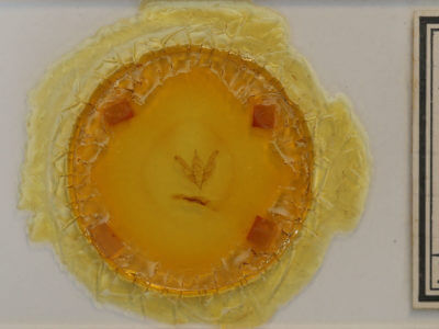 slide view of adult Trichocerapoda oblita