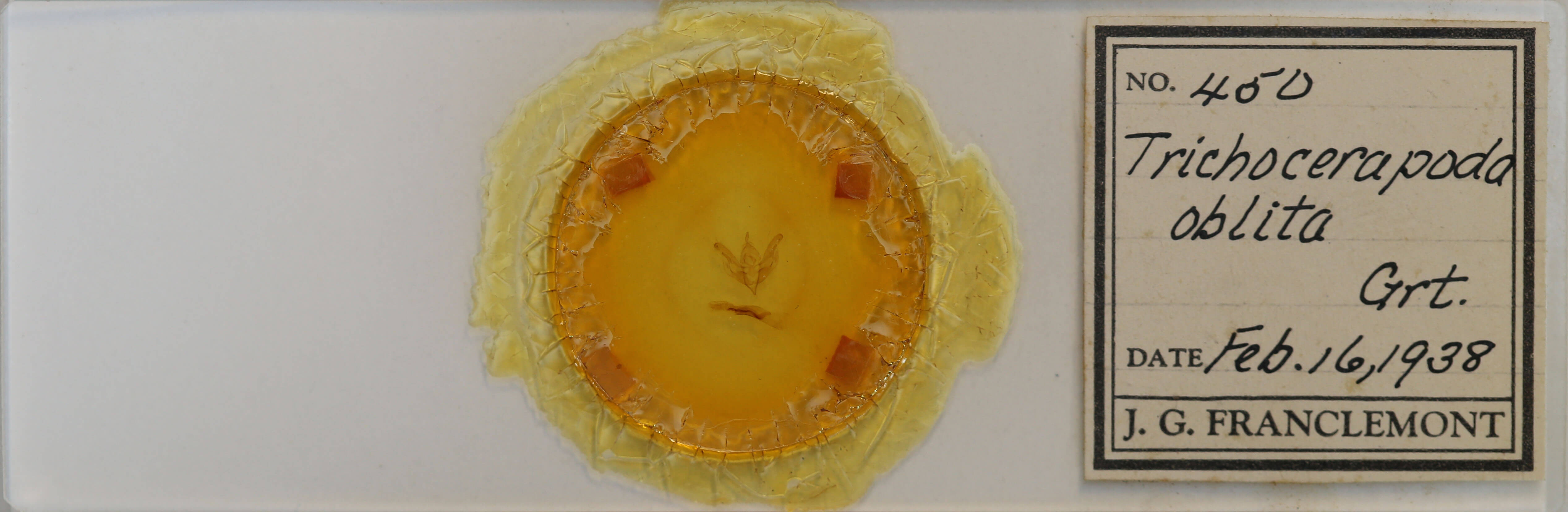 slide view of adult Trichocerapoda oblita