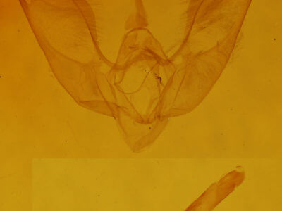 genitalia view of adult Venusia comptaria