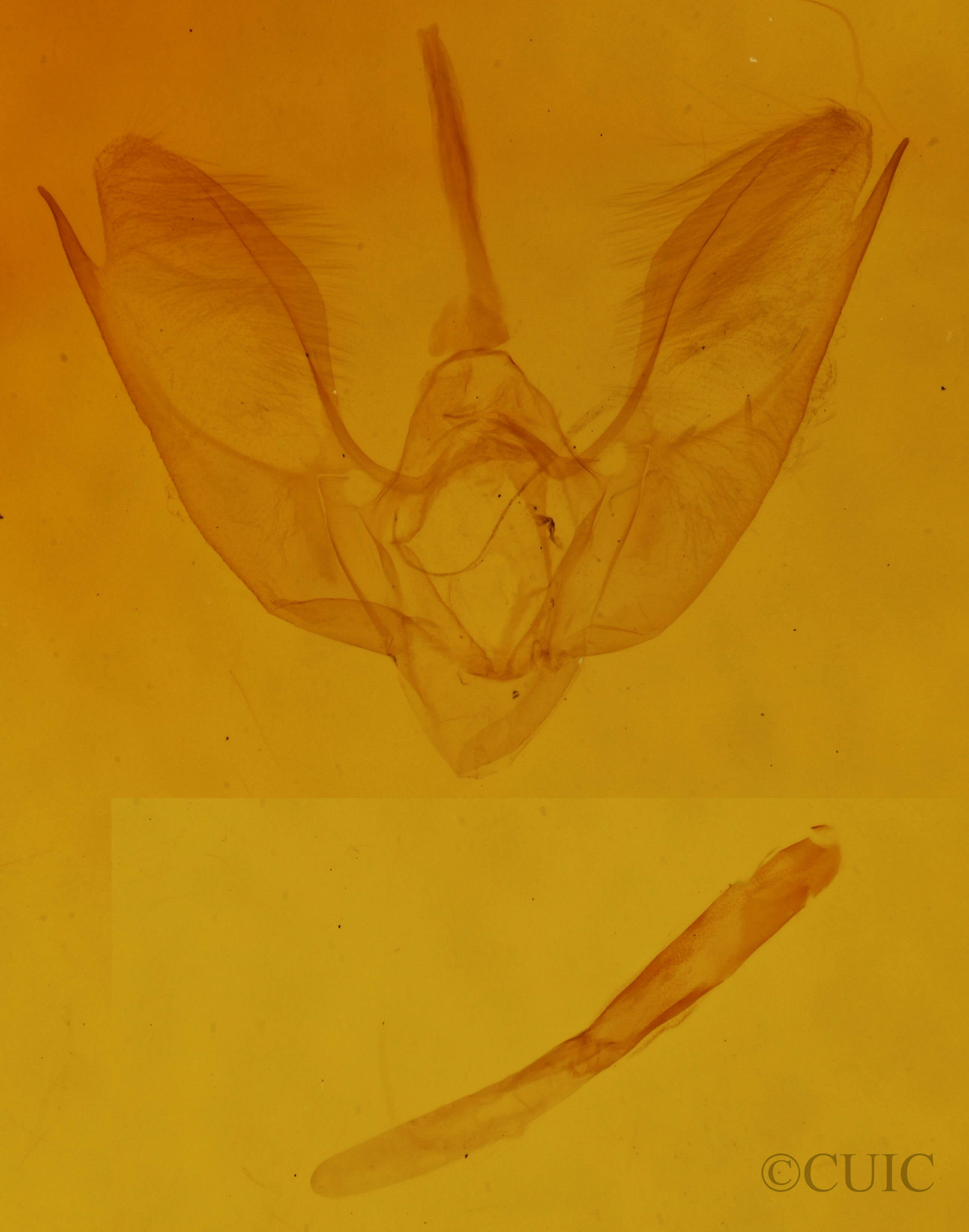 genitalia view of adult Venusia comptaria