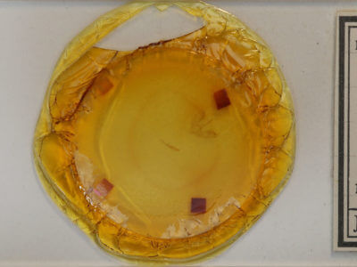 slide view of adult Venusia comptaria