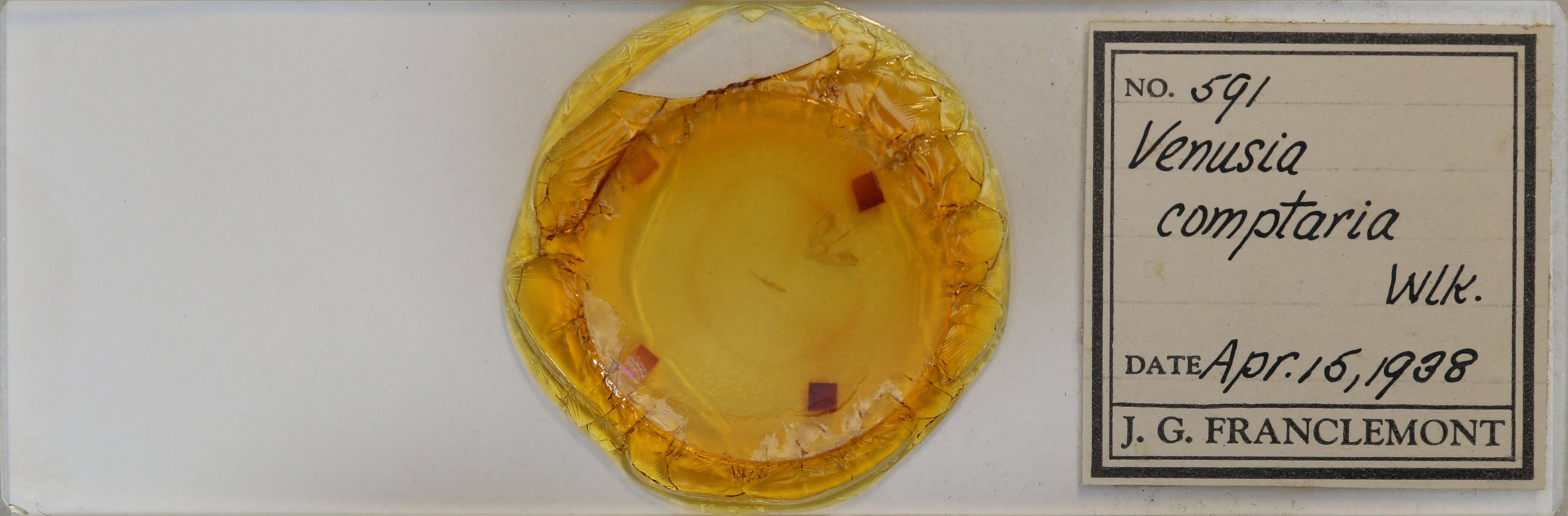 slide view of adult Venusia comptaria