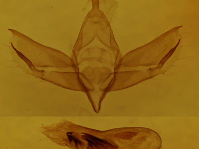 genitalia view of adult Walterella ocellata