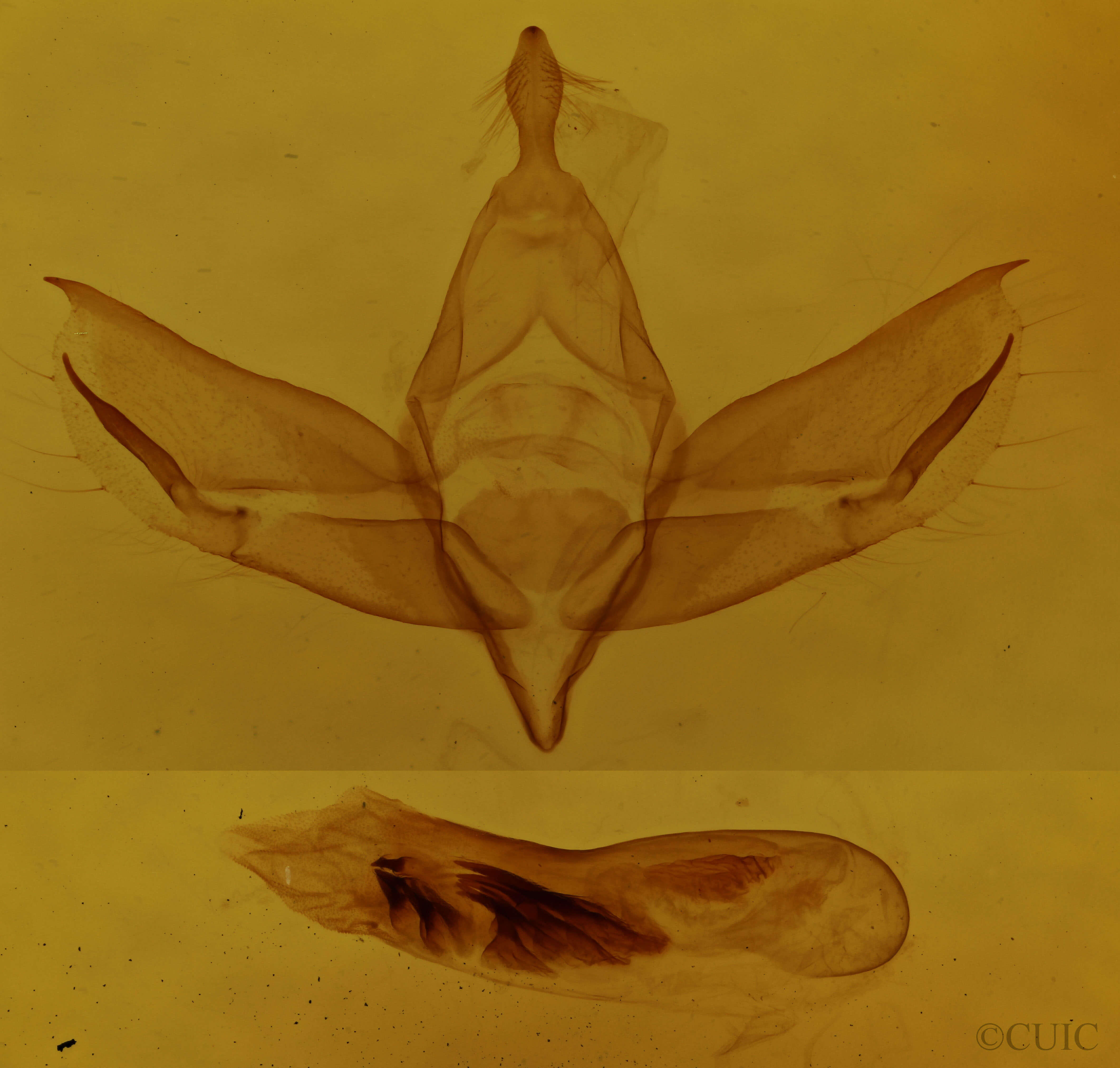 genitalia view of adult Walterella ocellata