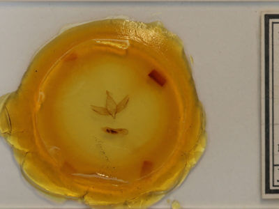 slide view of adult Walterella ocellata