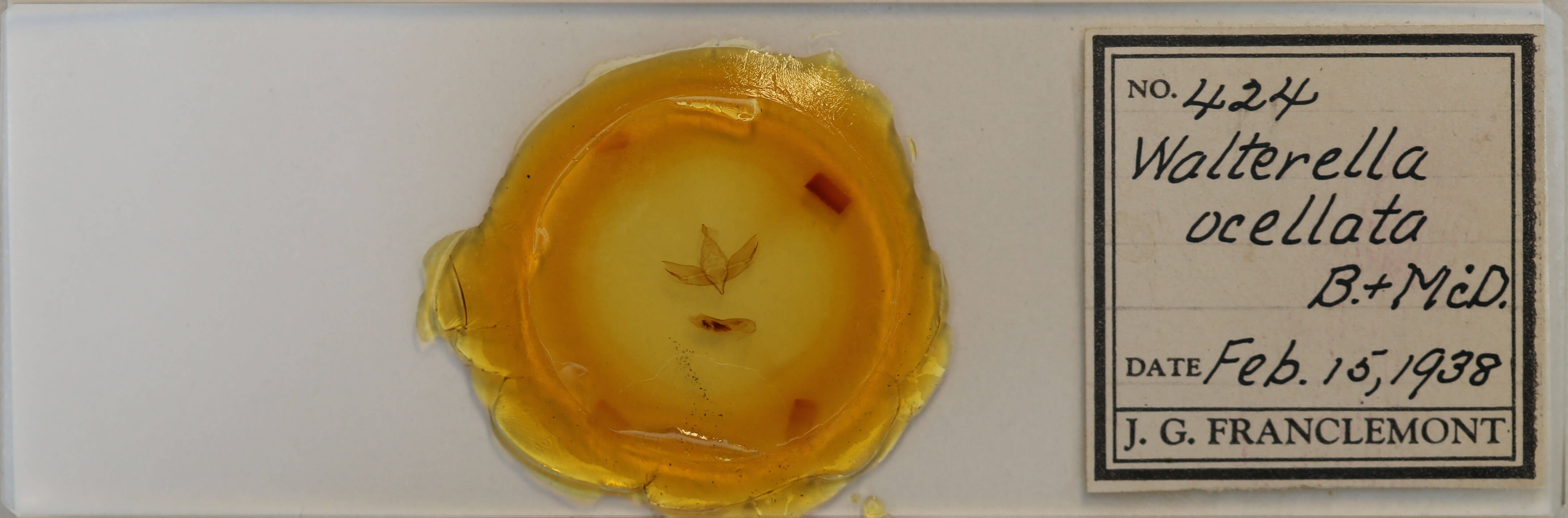 slide view of adult Walterella ocellata