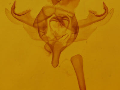 genitalia view of adult Xanthorhoe ferrugata