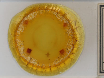 slide view of adult Xanthorhoe ferrugata