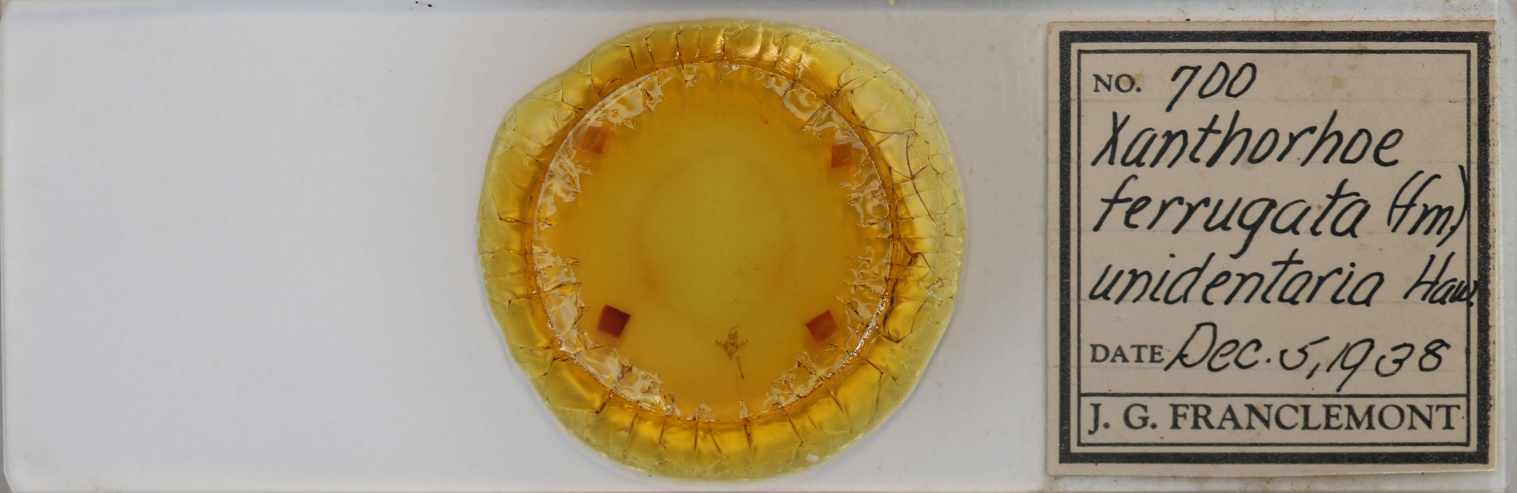 slide view of adult Xanthorhoe ferrugata