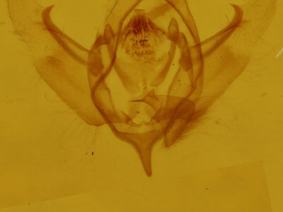 genitalia view of adult Xanthorhoe lacustrata