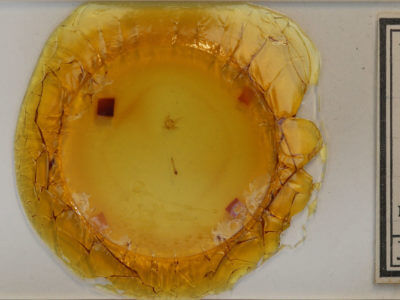 slide view of adult Xanthorhoe lacustrata