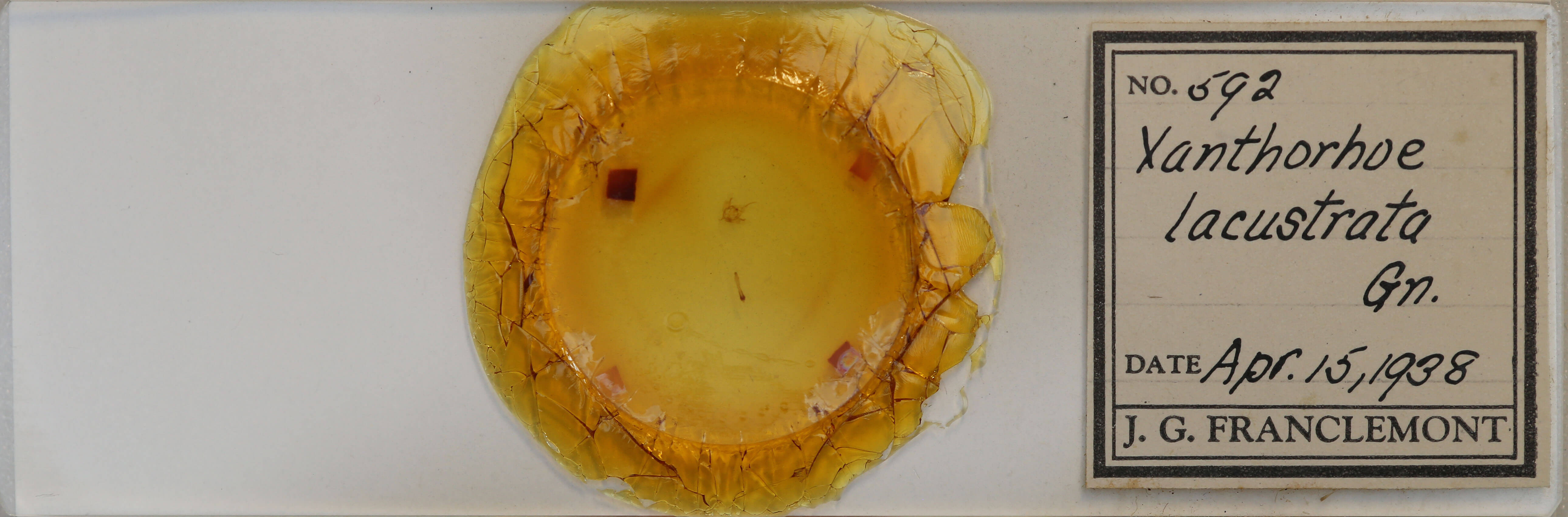 slide view of adult Xanthorhoe lacustrata