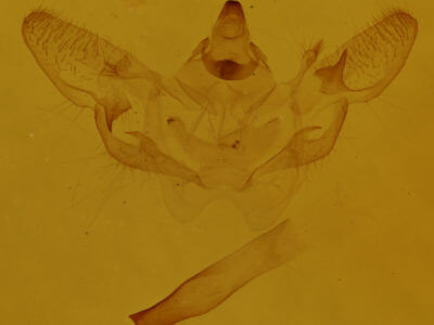 genitalia view of adult Xanthotype urticaria