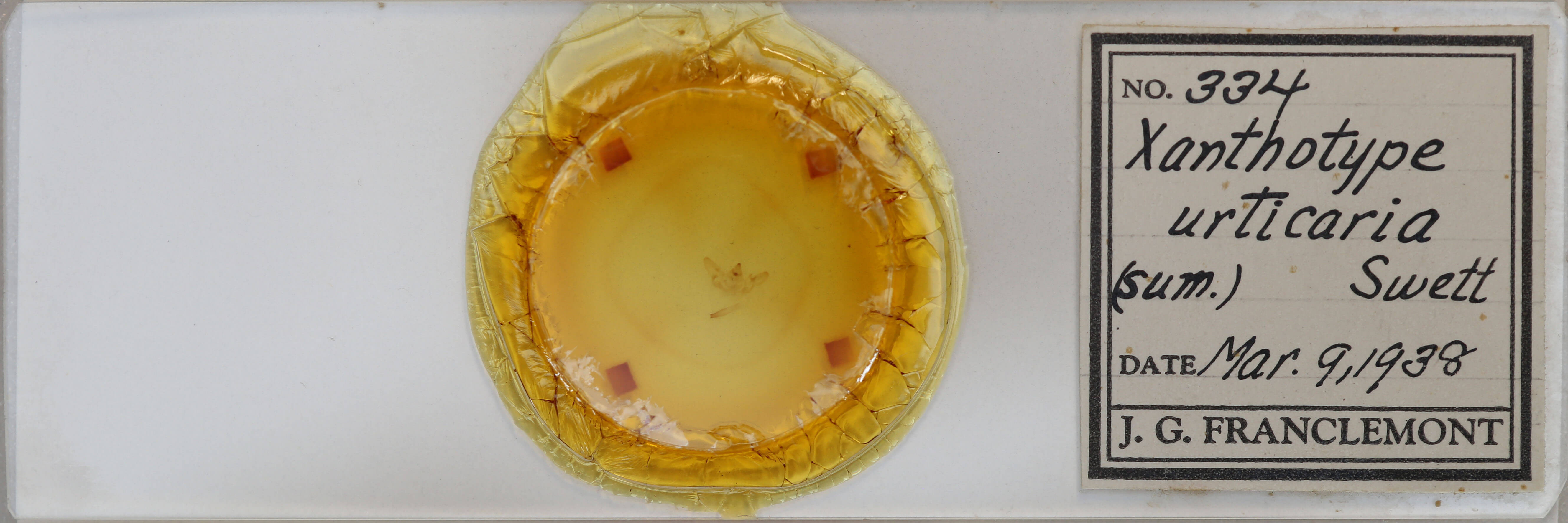 slide view of adult Xanthotype urticaria