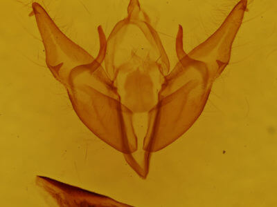 genitalia view of adult Agnorisma bugrai