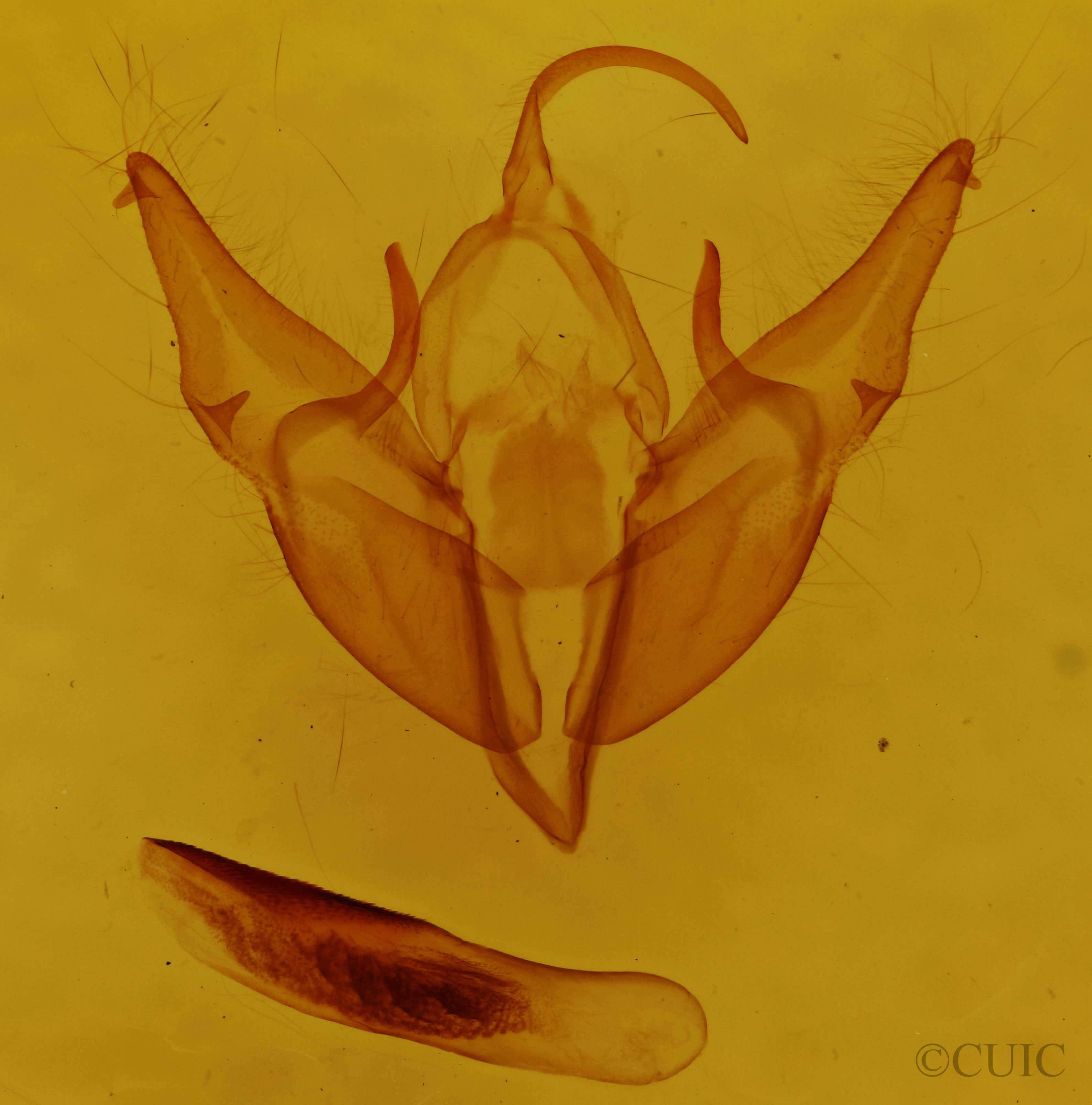genitalia view of adult Agnorisma bugrai
