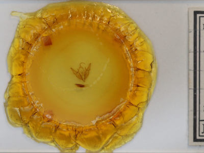 slide view of adult Agnorisma bugrai