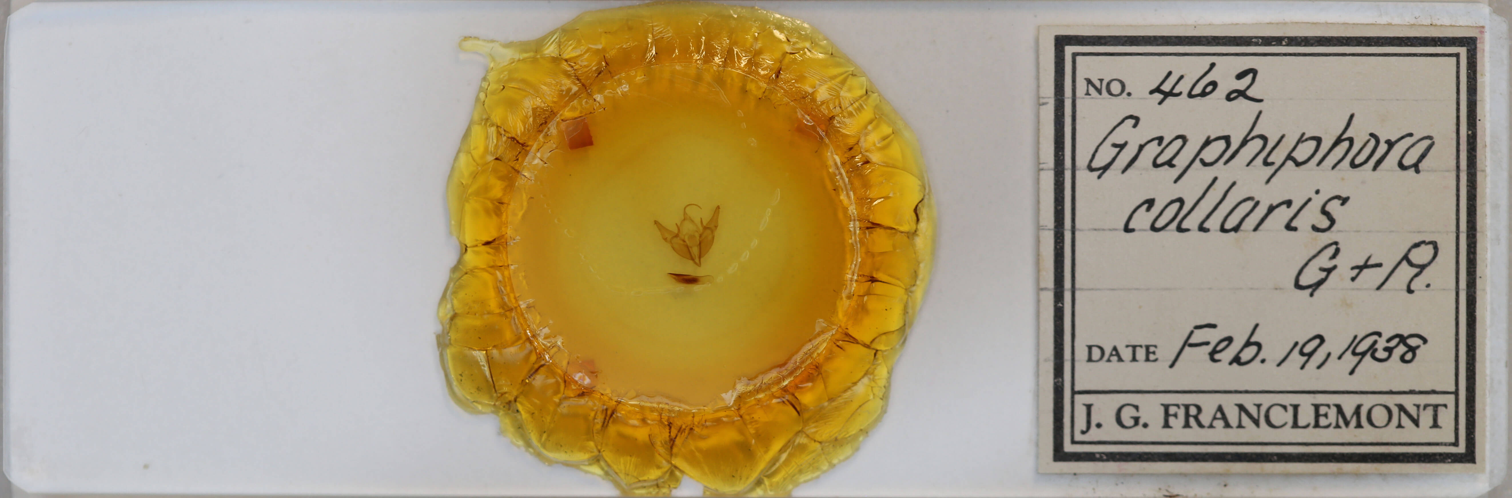 slide view of adult Agnorisma bugrai