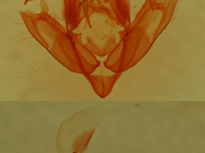 genitalia view of adult Xestia ochreago