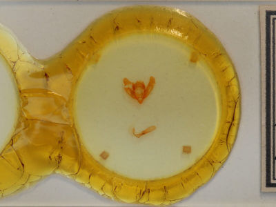 slide view of adult Xestia ochreago