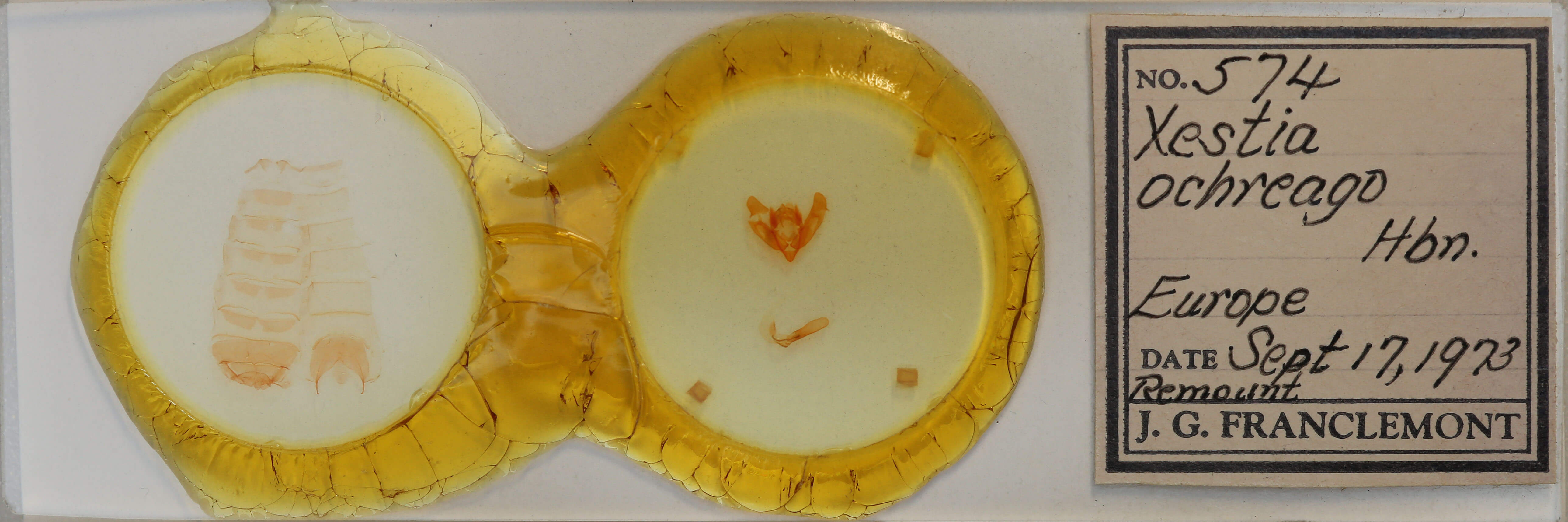 slide view of adult Xestia ochreago