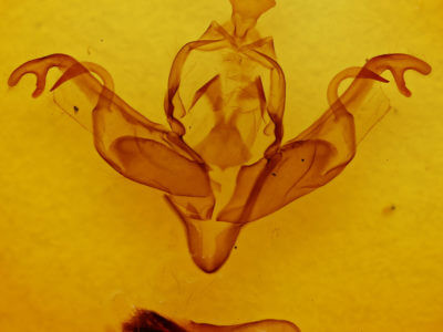 genitalia view of adult Xylena cineritia