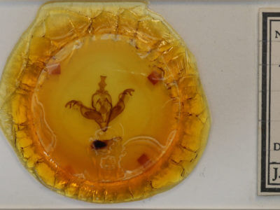 slide view of adult Xylena cineritia