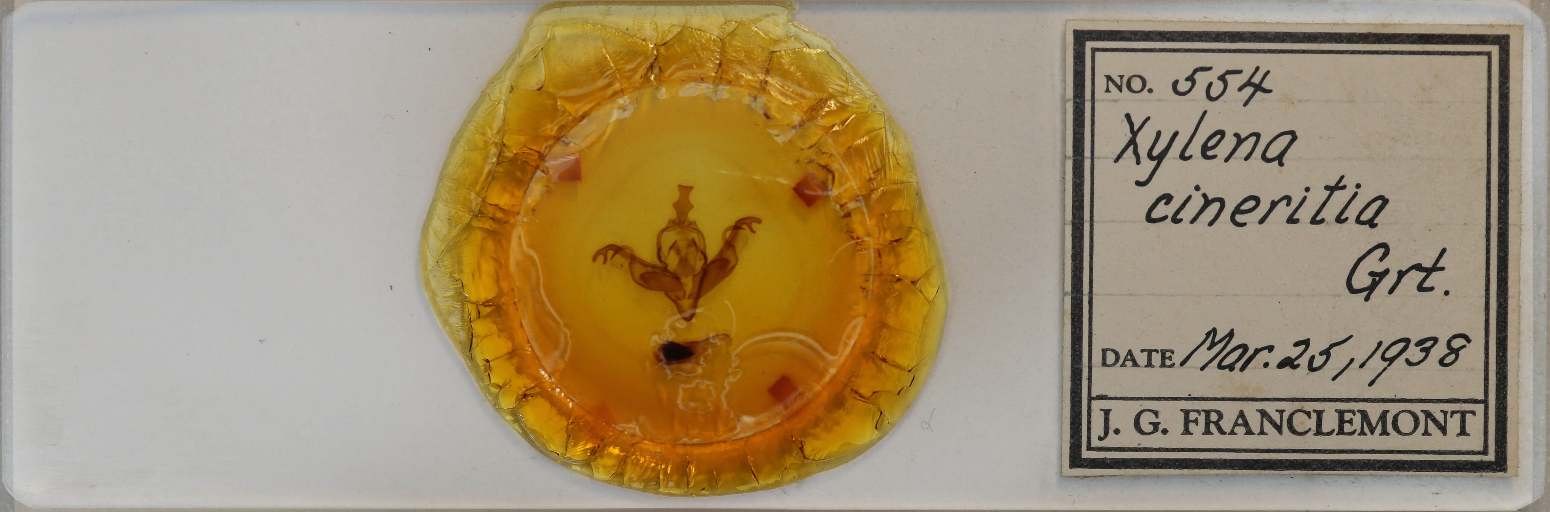 slide view of adult Xylena cineritia