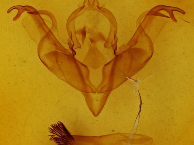 genitalia view of adult Xylena cineritia