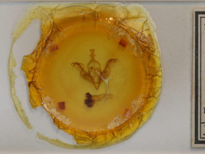 slide view of adult Xylena cineritia