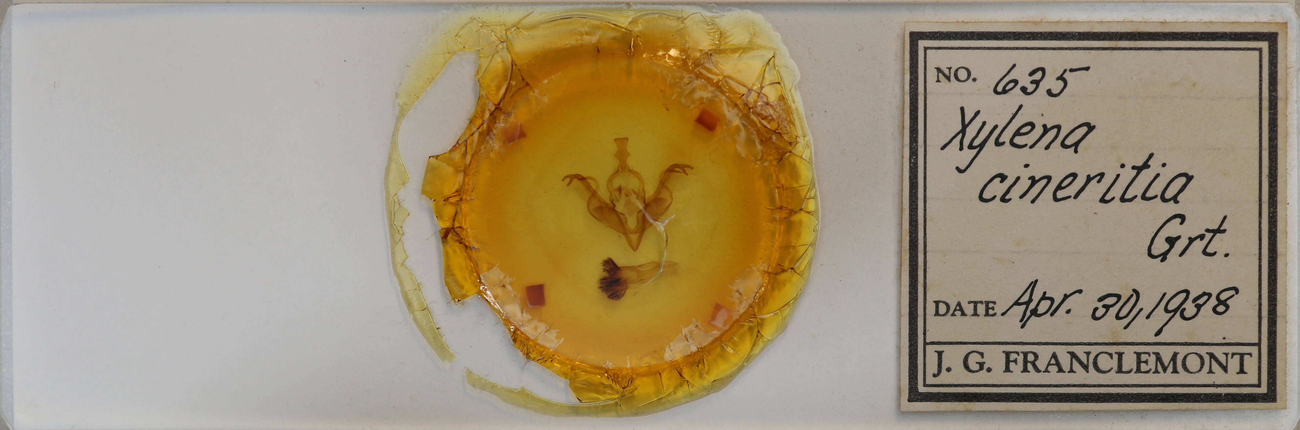 slide view of adult Xylena cineritia