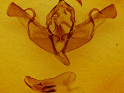 genitalia view of adult Xylena nupera