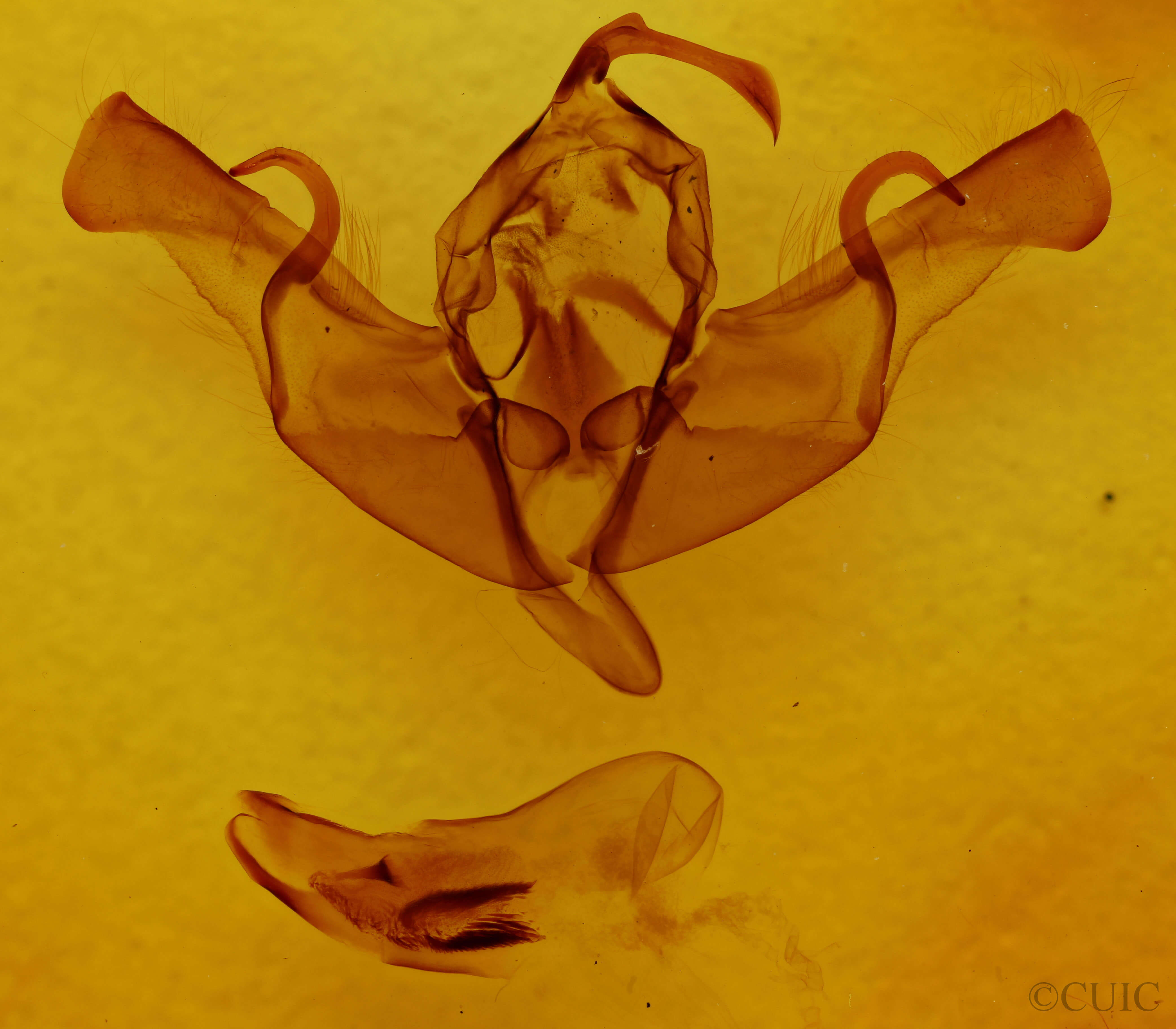 genitalia view of adult Xylena nupera