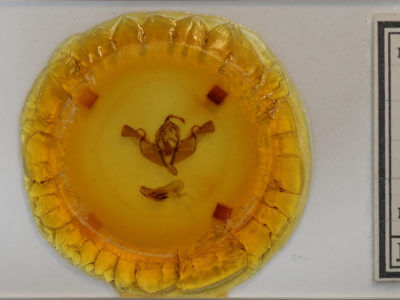 slide view of adult Xylena nupera