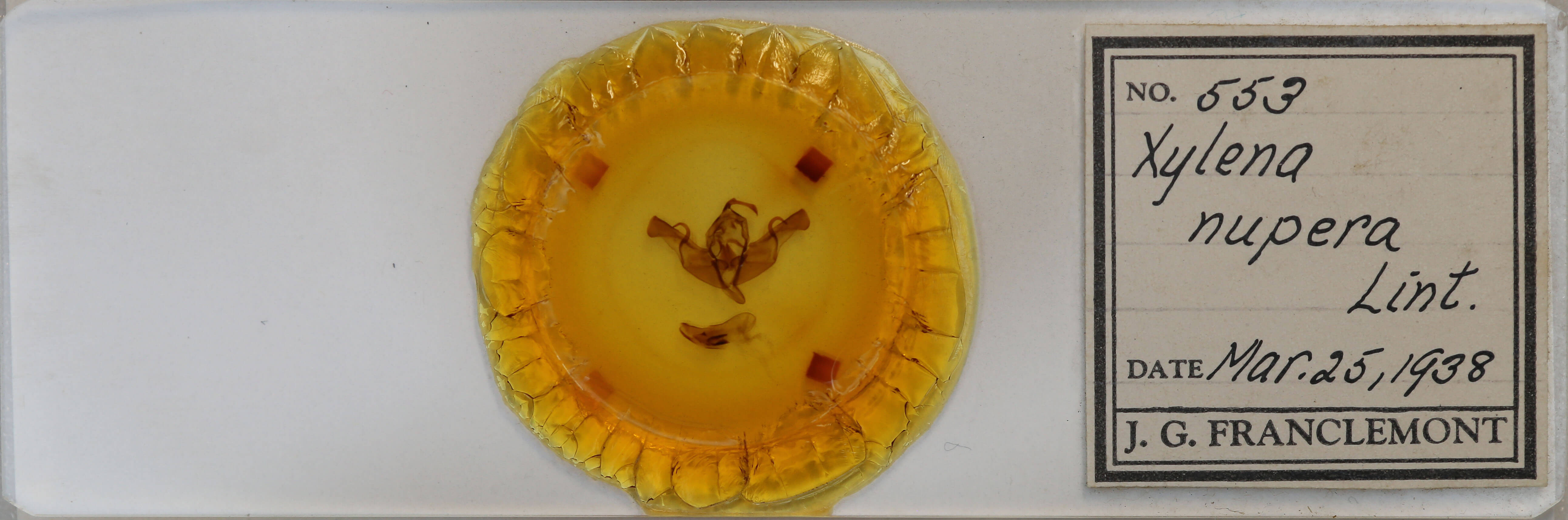 slide view of adult Xylena nupera