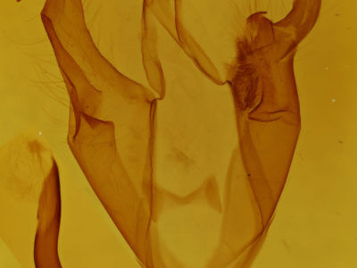 genitalia view of adult Zale aeruginosa