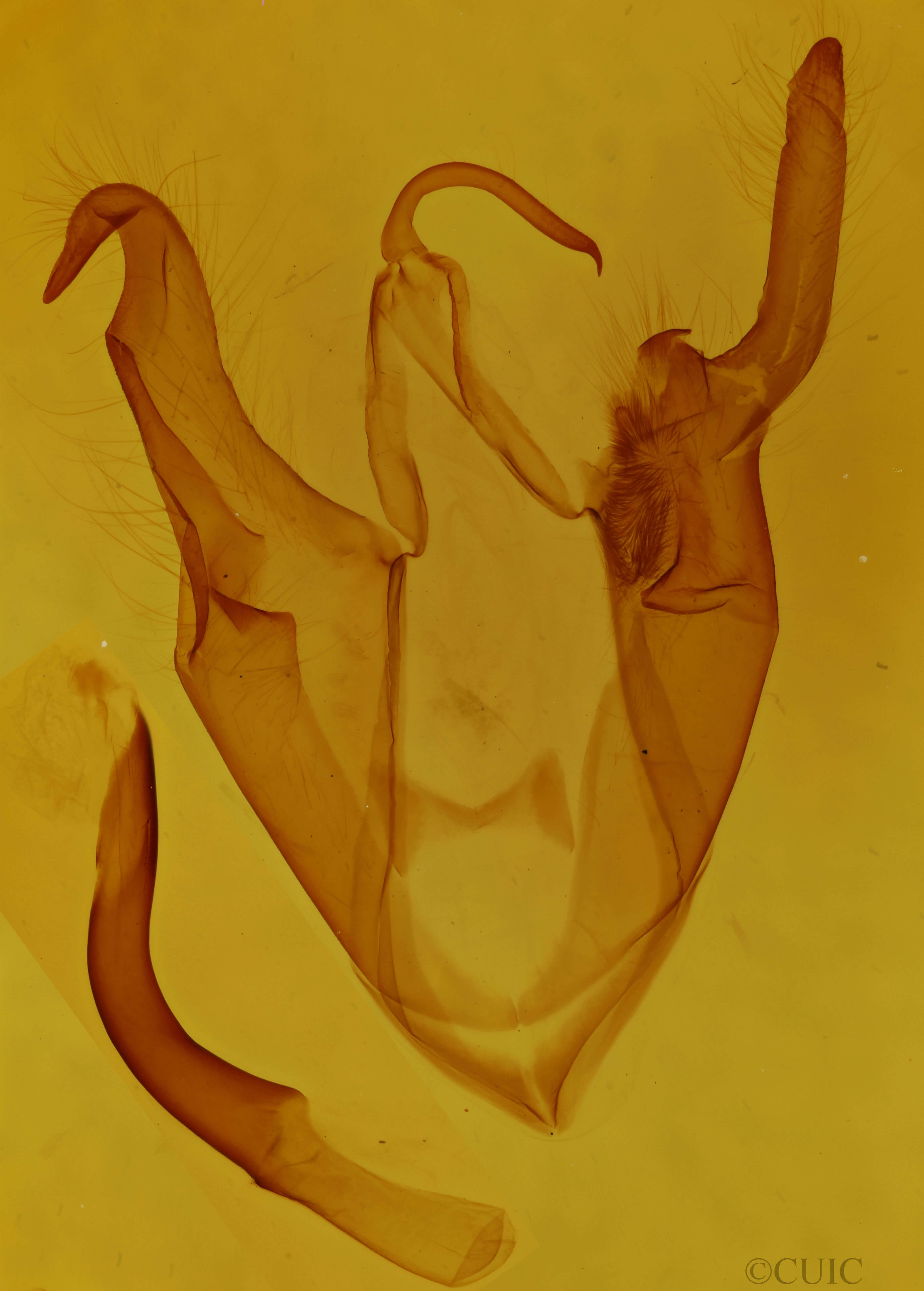 genitalia view of adult Zale aeruginosa