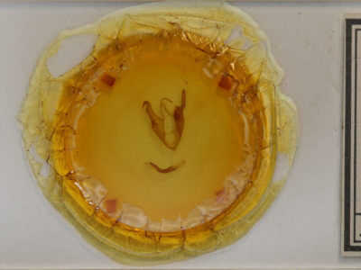 slide view of adult Zale aeruginosa