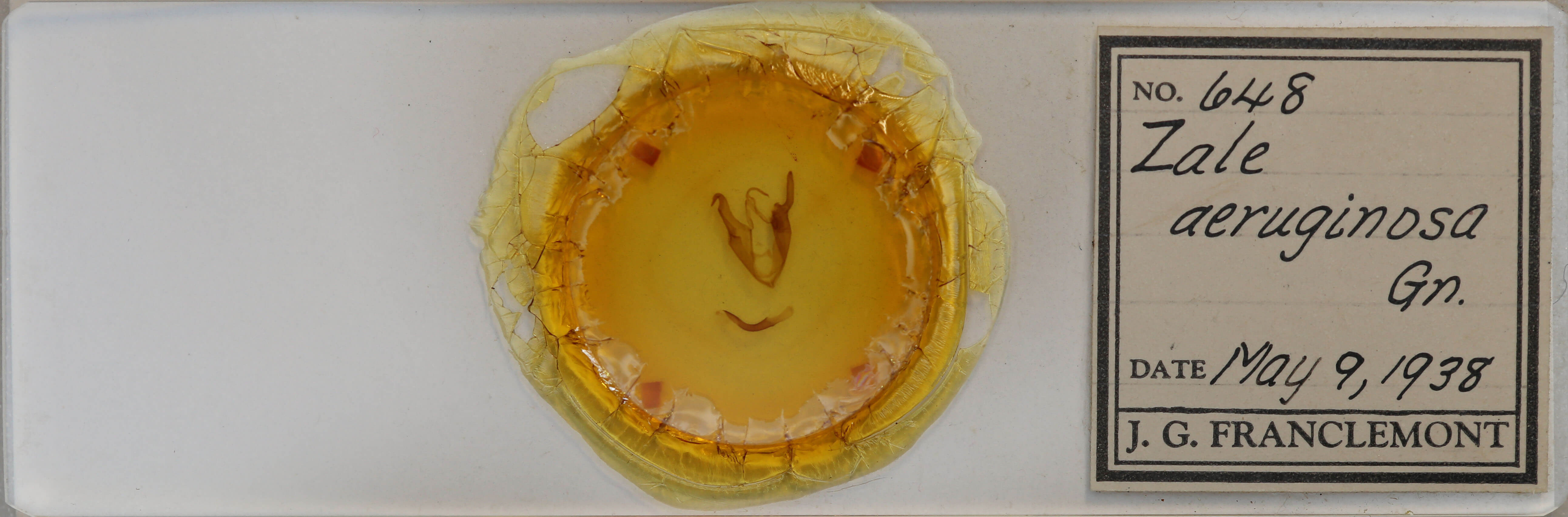 slide view of adult Zale aeruginosa