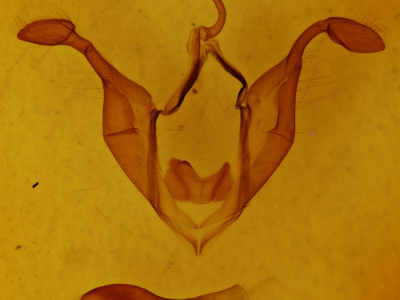 genitalia view of adult Zale lunifera