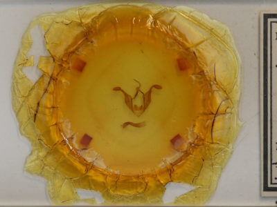 slide view of adult Zale lunifera