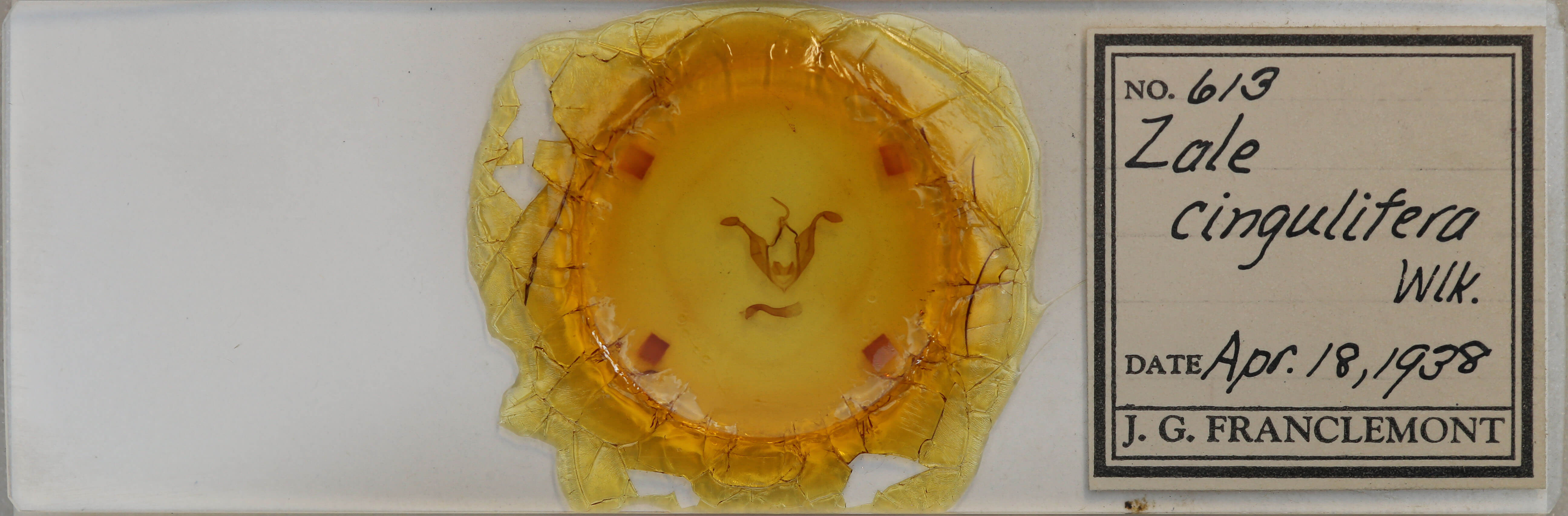 slide view of adult Zale lunifera