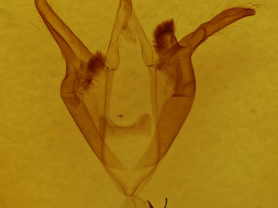 genitalia view of adult Zale duplicata