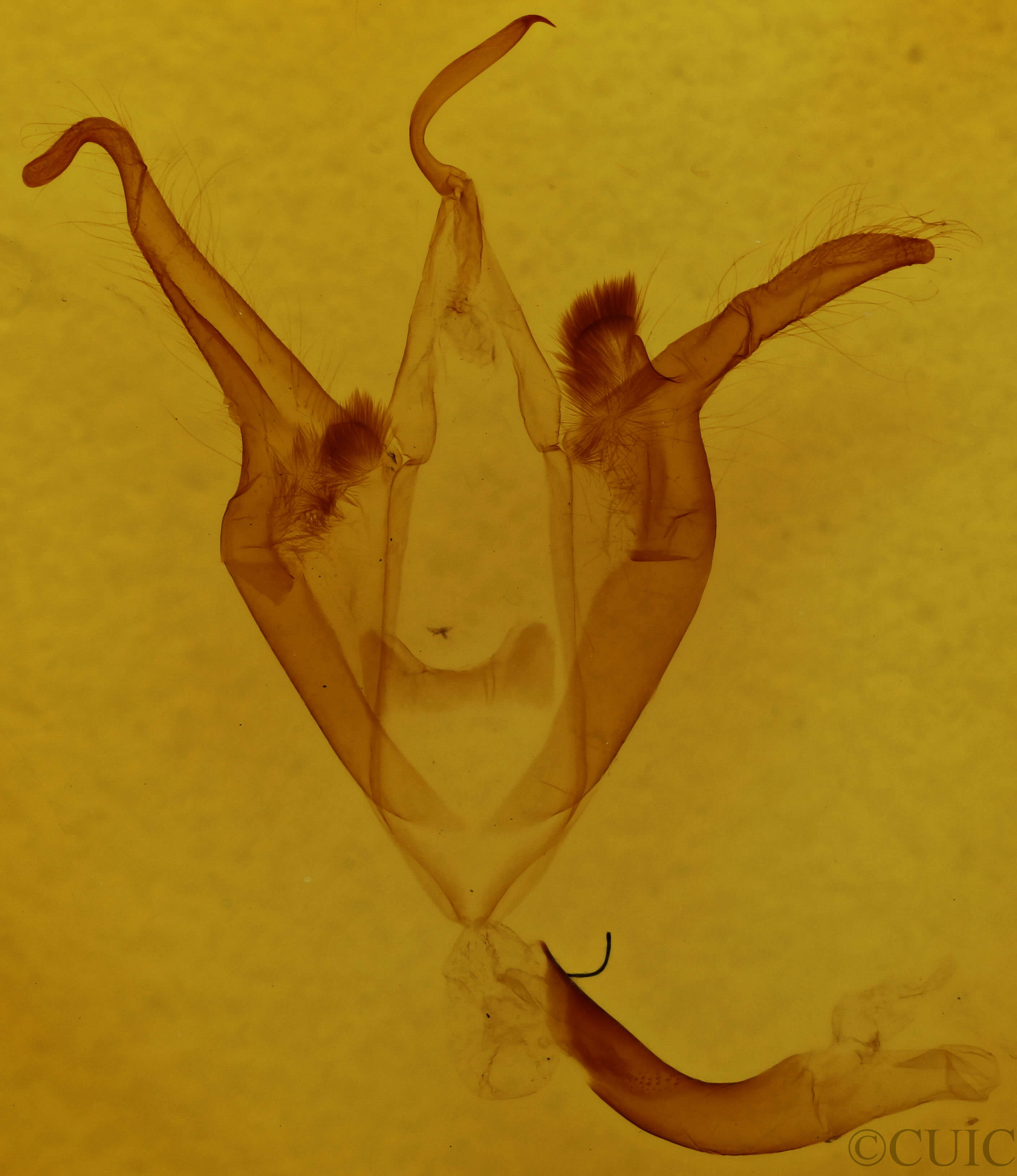 genitalia view of adult Zale duplicata
