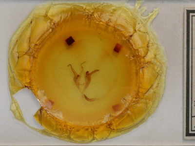 slide view of adult Zale duplicata