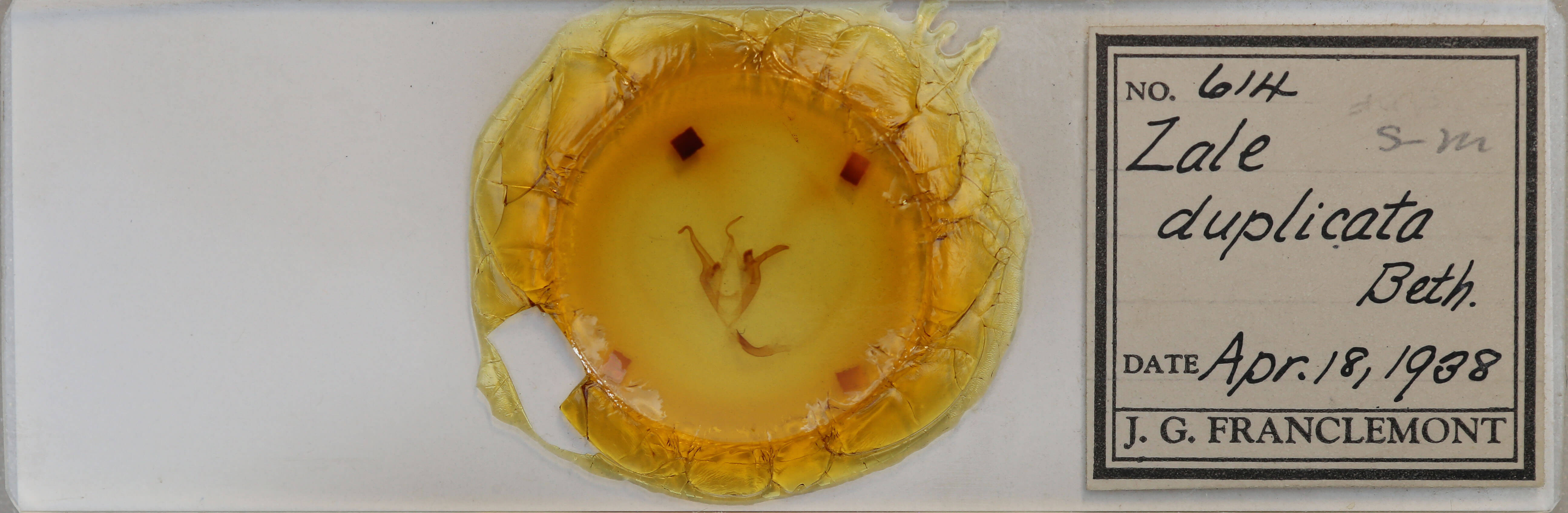 slide view of adult Zale duplicata