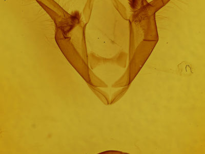 genitalia view of adult Zale duplicata