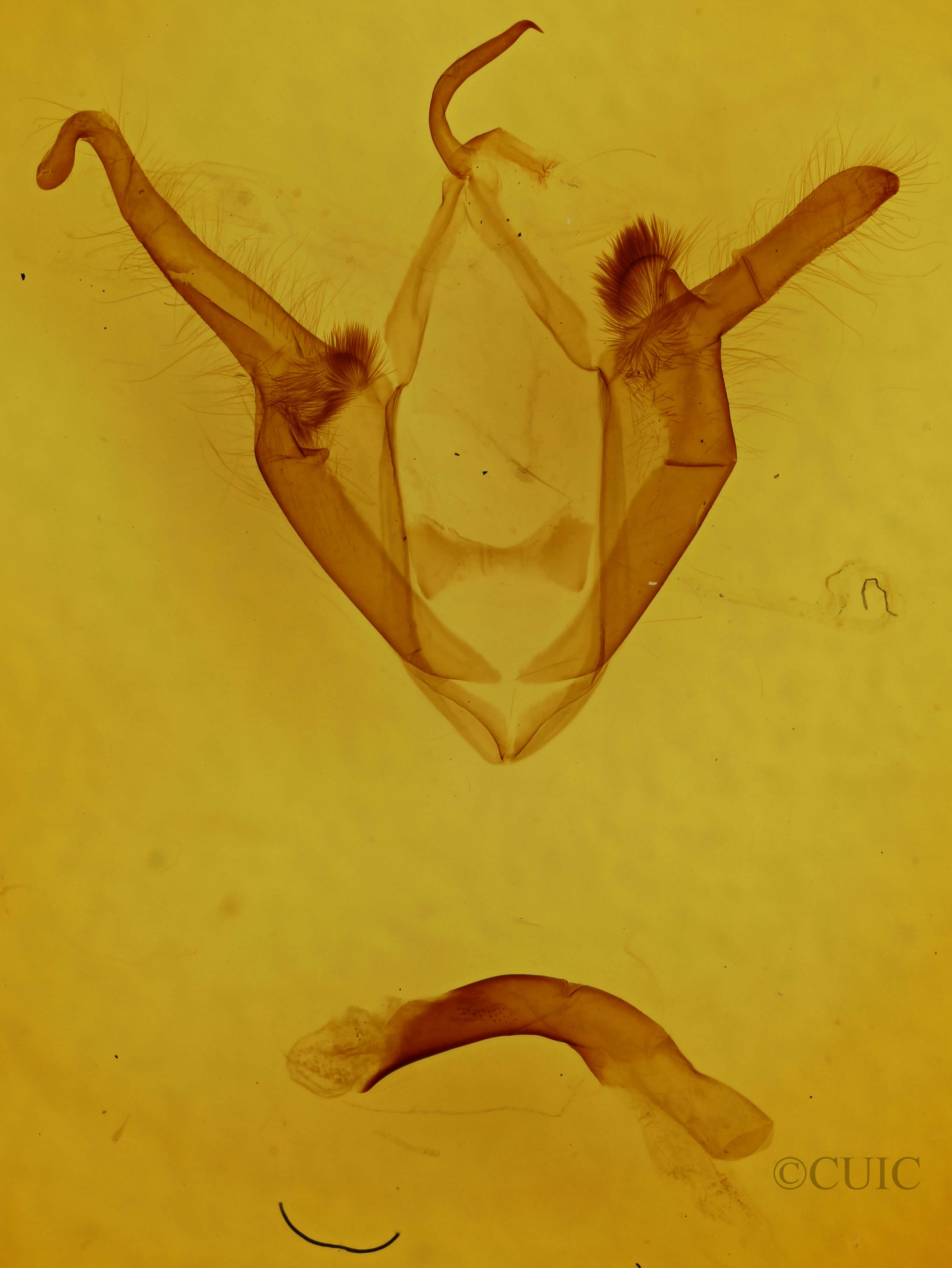genitalia view of adult Zale duplicata