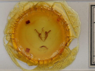 slide view of adult Zale duplicata